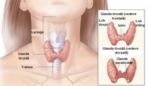 Disfuncțiile hormonale, cauze și simptome