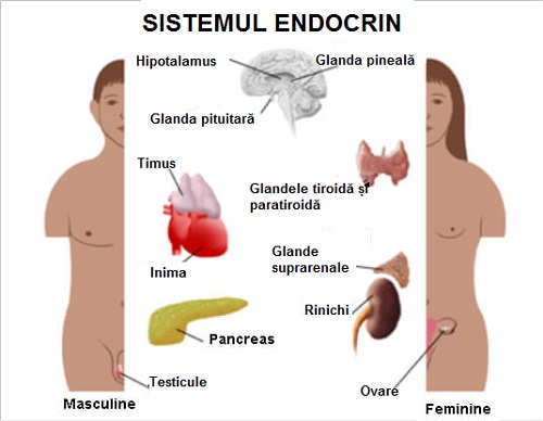 Disfuncțiile hormonale obișnuite