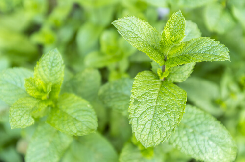 decongestionante menta