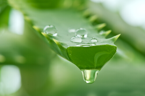 Suc-de aloe