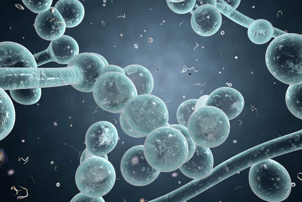 Agenți microbieni care provoacă infecții vaginale