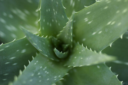 Aloe vera pentru durerea de sâni