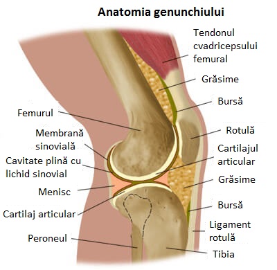 Anatomia genunchiului