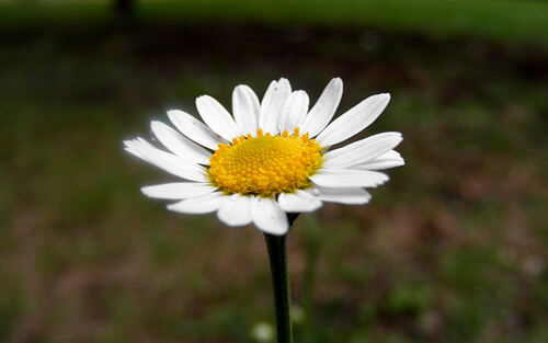 floare de mușețel