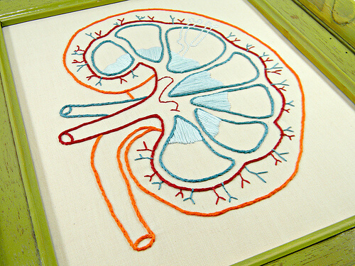 Desen prezentând structura rinichilor