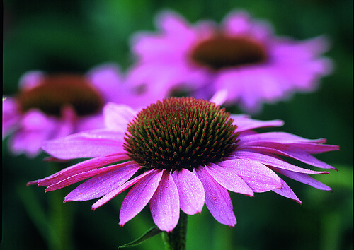Echinacea inclusă în remedii pe bază de plante pentru varice