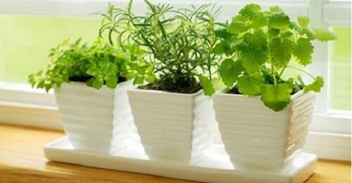 Plante-energii-pozitive-500x260