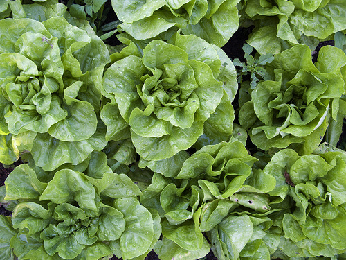 Alimente care hidratează pielea precum salata verde