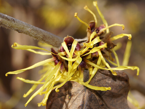Hamamelis pe creangă