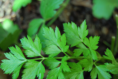 Pătrunjel pe lista cu cele mai bune afrodiziace naturale