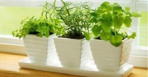 10 plante care atrag energiile pozitive