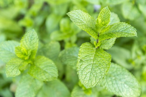 Plante care atrag energiile pozitive precum menta comună