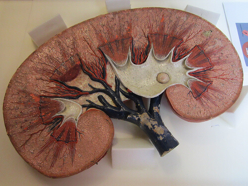 Componentele rinichilor