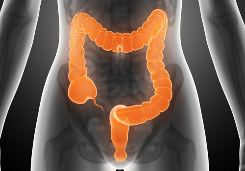 Colon