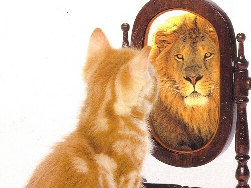Felină în oglindă