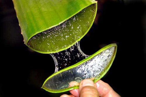Aloe vera în rândul celor mai bune laxative naturale pentru constipație