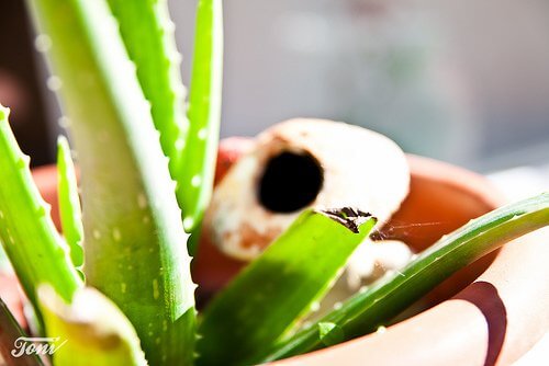 Aloe vera în ghiveci