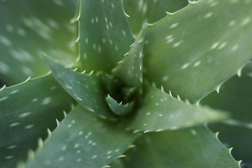 Planta de aloe vera