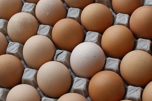 Coaja de ou: cofraj de ouă