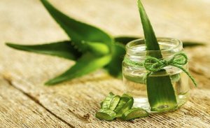 Cum să cultivi aloe vera la tine acasă