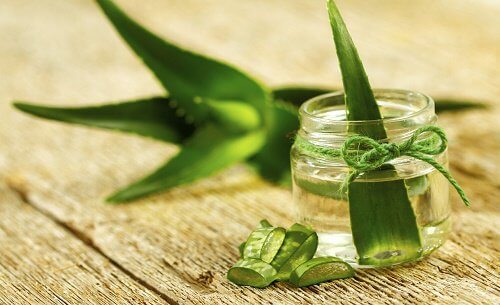 Cum să cultivi aloe vera la tine acasă