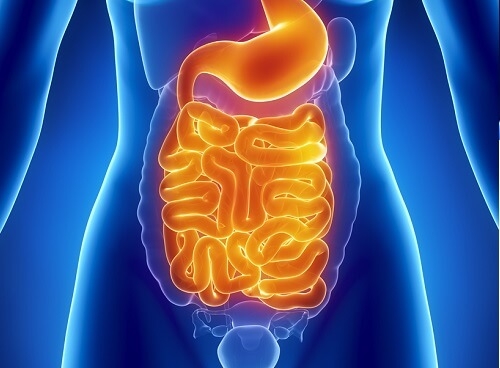 Intestine sănătoase prin consum de papaya