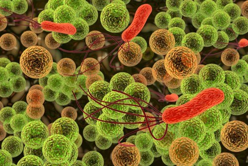 Intestinul subțire: bacterii