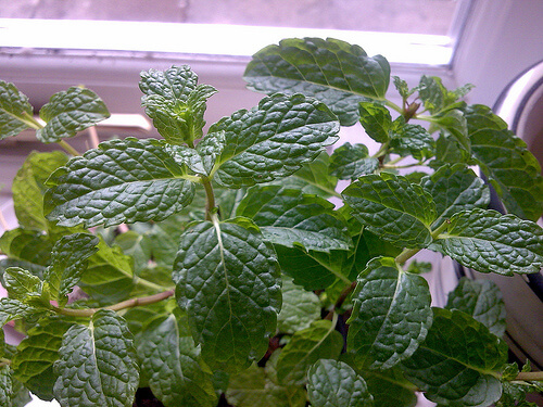 Plante, mentă