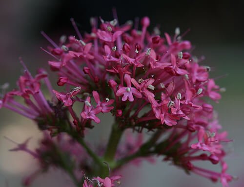 Remedii naturiste pentru sciatică precum valeriana
