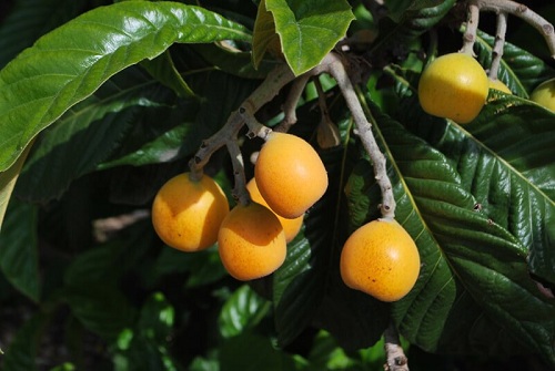 Remedii naturiste pentru steatoza hepatică cu fructe