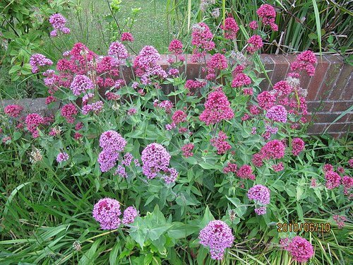Valeriana: remediu pentru fumat