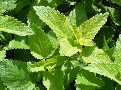 Menta poate ameliora anxietatea