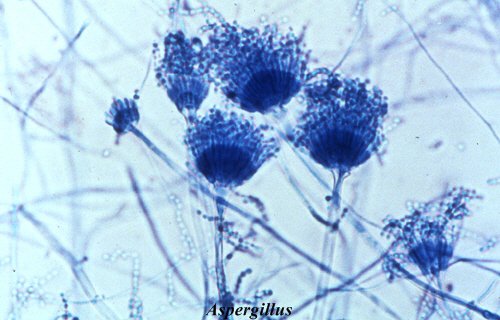 Elimină mucegaiul Aspergillus ce este foarte toxic