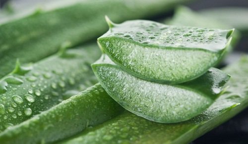Gelul de aloe vera, bun pentru păr
