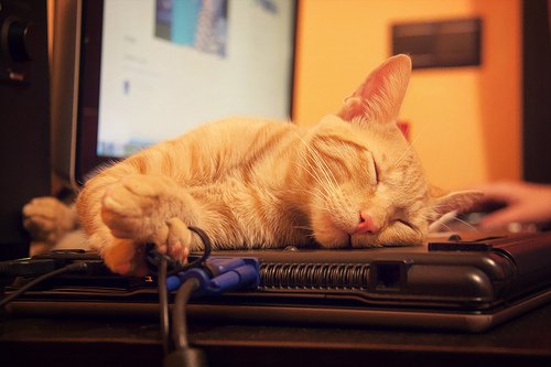Pisică dormind pe laptop
