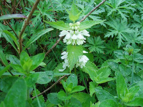 Urzica poate fi folosită în tratamente naturale pentru căderea părului