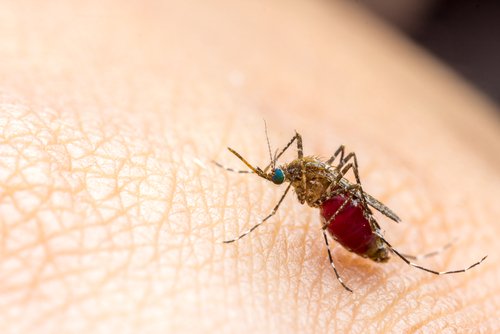 Utilizări ale unguentului Vicks VapoRub contra țânțarilor