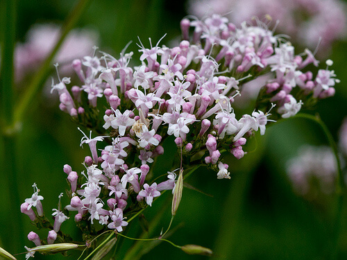 Valeriana pe lista de remedii naturale pentru anxietate