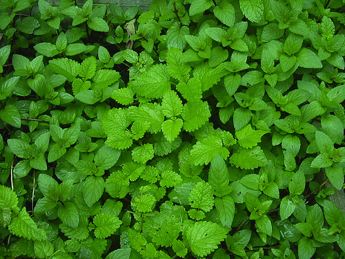 Detoxifierea ficatului cu plante ca și menta