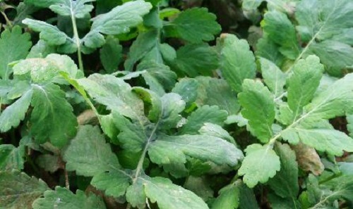 Detoxifierea ficatului cu plante ca și rostopasca