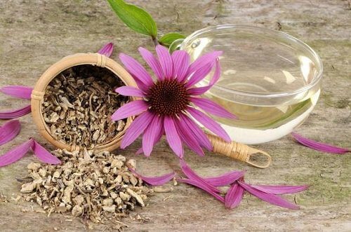 Florile de echinacea sunt antibiotice naturiste