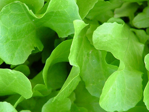 Salata verde previne osteoporoza