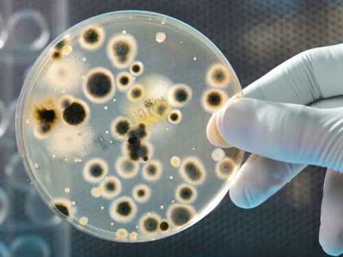 Bacteriile prezente pe bani