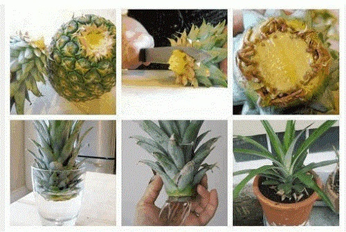 Indicații despre cum să cultivi ananas acasă