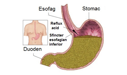 Organe interne