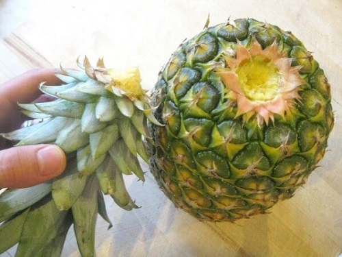 Indicații despre cum să cultivi ananas acasă