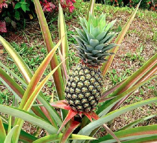 Sfaturi despre cum să cultivi ananas acasă