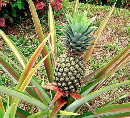Sfaturi despre cum să cultivi ananas acasă