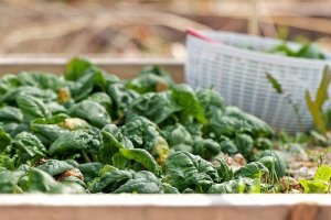 30 de alimente bogate în fier ce combat anemia