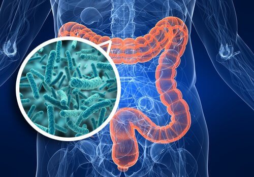 Sănătatea intestinală – cheia unui organism funcțional